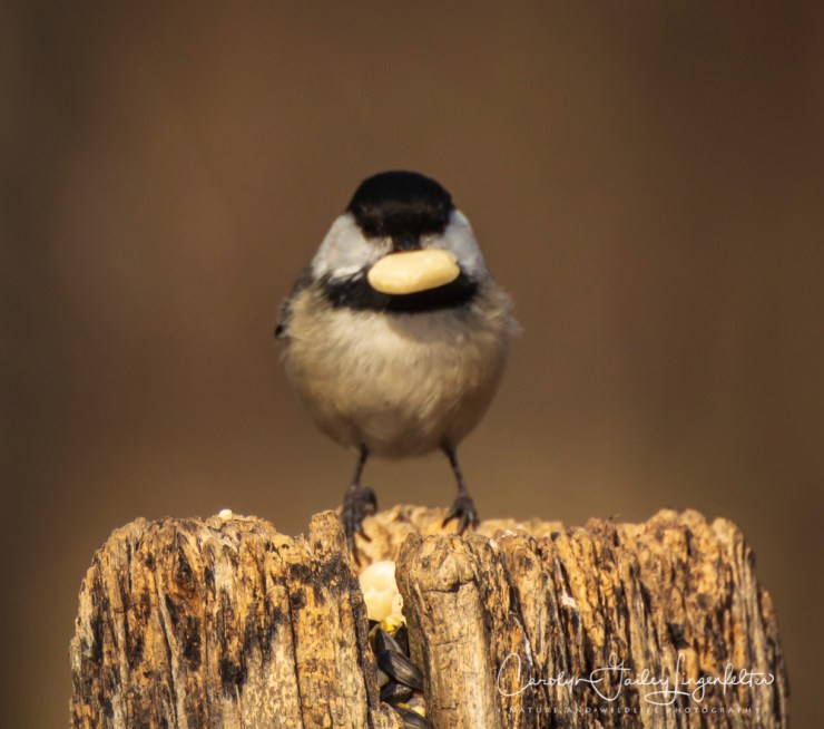 2018_04_18__Chagrin River Park_0155