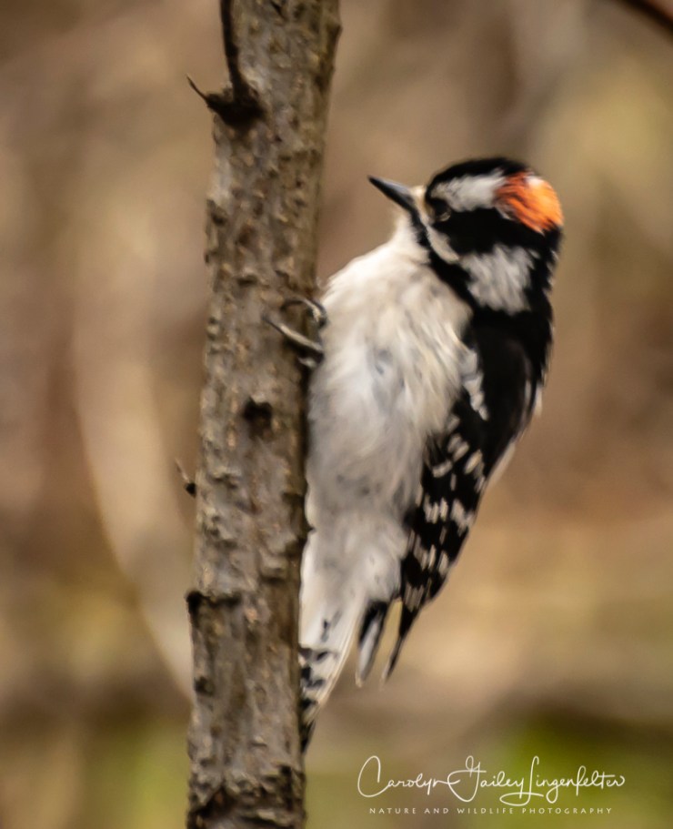 2018_04_18__Chagrin River Park_0228