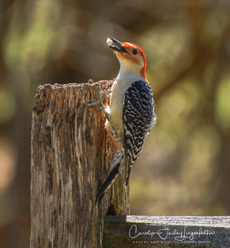 2018_04_30__Chagrin River Park_0078