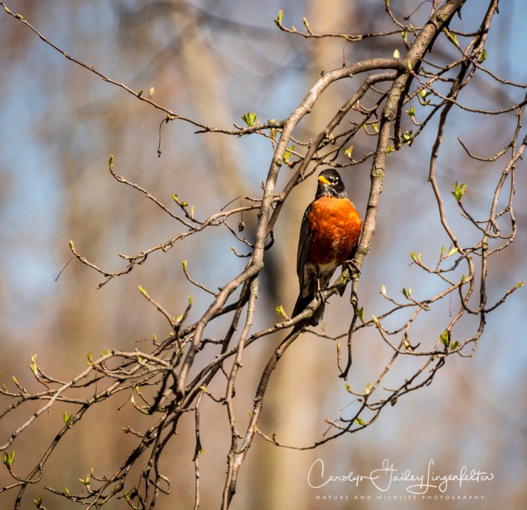 2018_04_30__Chagrin River Park_0092