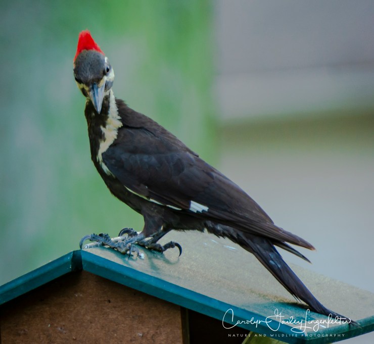 2018_06_03__Backyard birding_0102