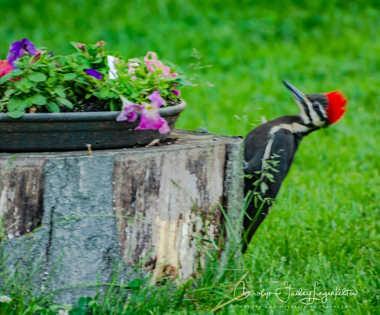 2018_06_03__Backyard birding_0104