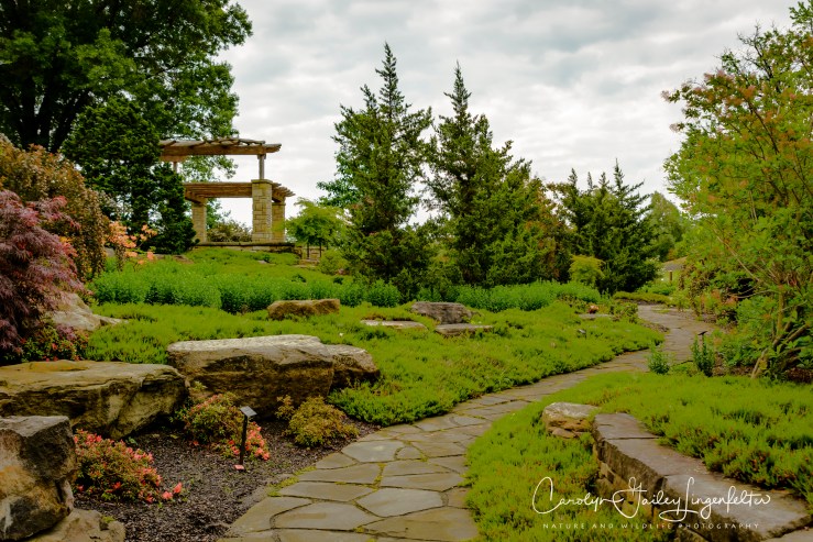 2018_06_05__Holden Arboretum_0036