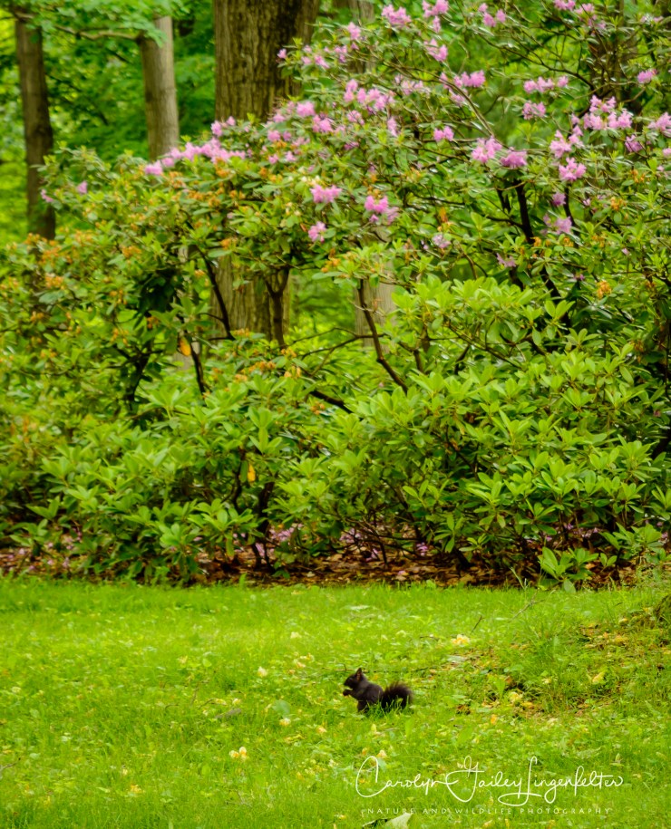 2018_06_05__Holden Arboretum_0051