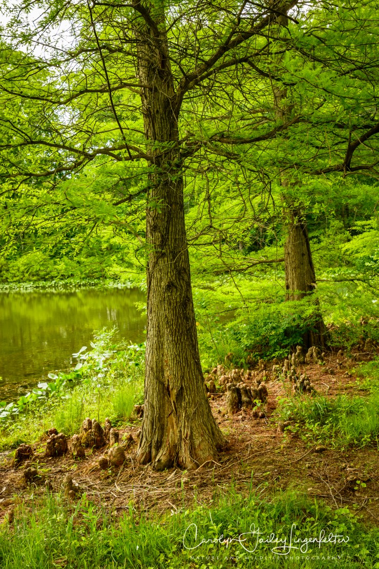 2018_06_05__Holden Arboretum_0053