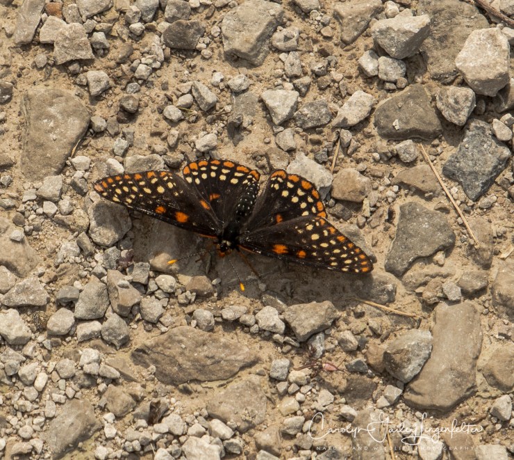 2018_06_05__Holden Arboretum_0095