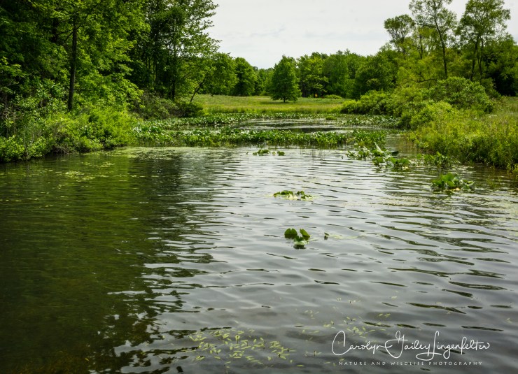 2018_06_05__Holden Arboretum_0103