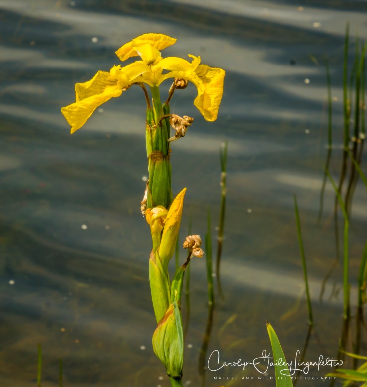 2018_06_05__Holden Arboretum_0108