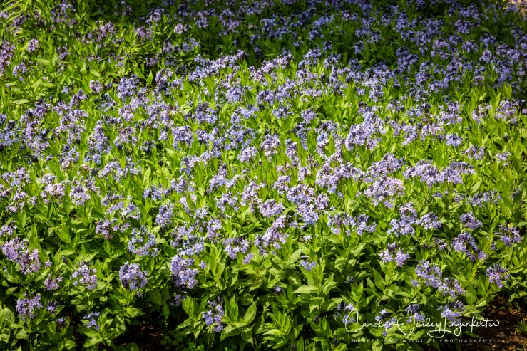 2018_06_05__Holden Arboretum_0114