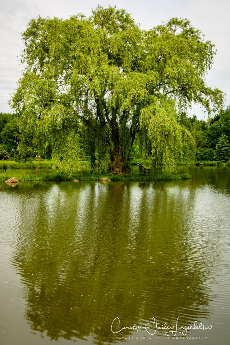 2018_06_05__Holden Arboretum_0120