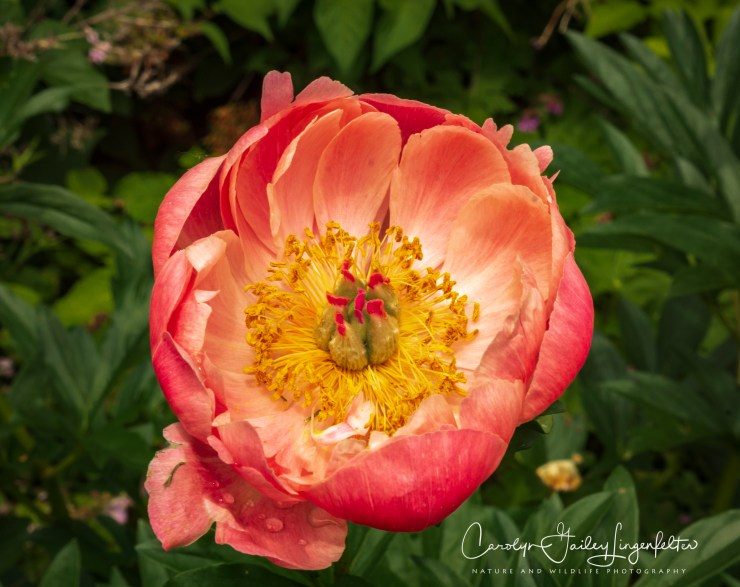 2018_06_05__Holden Arboretum_0129