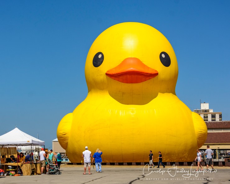 2018_07_15__Merry-G0-Round Museum_0084