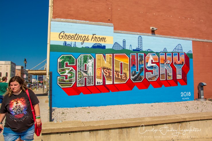 2018_07_15__Merry-G0-Round Museum_0094