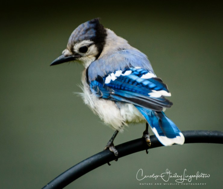 2018_08_30__Backyard birding_0001