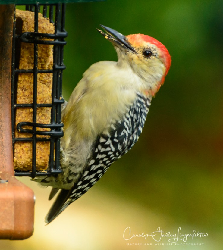 2018_08_30__Backyard birding_0009