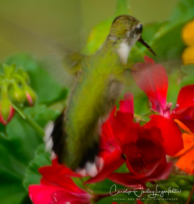 2018_08_30__Backyard birding_0012