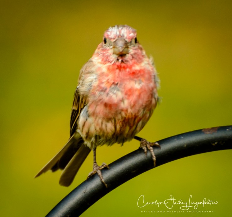 2018_08_30__Backyard birding_0015