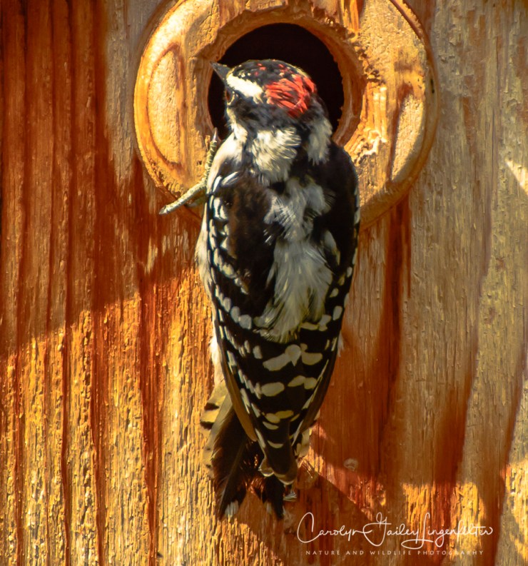2018_08_30__Backyard birding_0036
