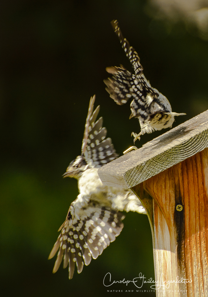 2018_08_30__Backyard birding_0042
