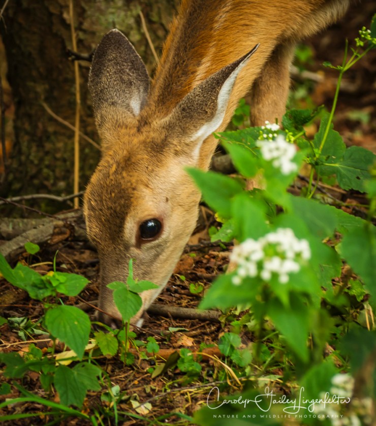 2018_09_22__Chagrin River Park-Autumn 2018_0006