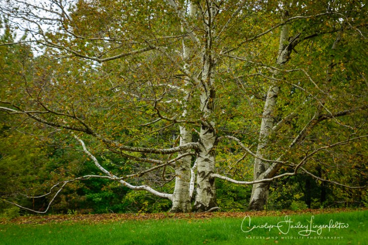 2018_10_03__Holden- Early October trail walk_0043