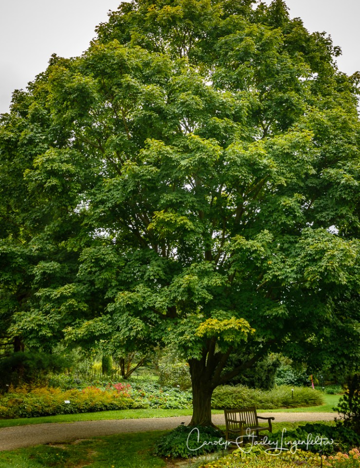 2018_10_03__Holden- Early October trail walk_0064