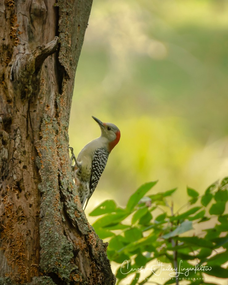 2018_10_05__Chagrin River Park-Autumn 2018_0025-2