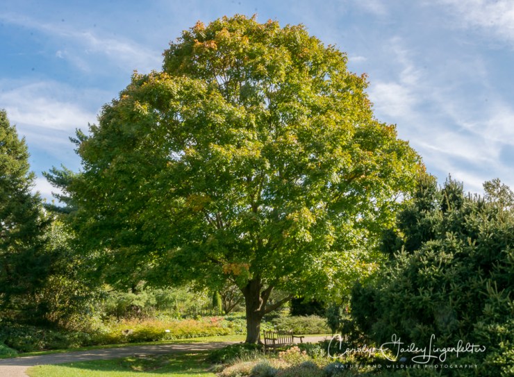 2018_10_16__Holden Arboretum_0001