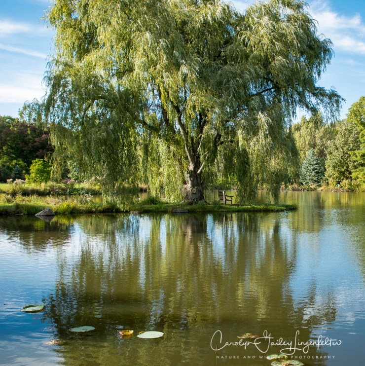 2018_10_16__Holden Arboretum_0047