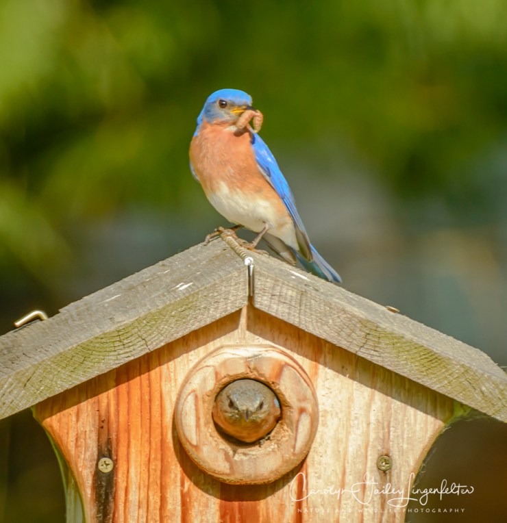 2018_06_08__Holden Arboretum_0067