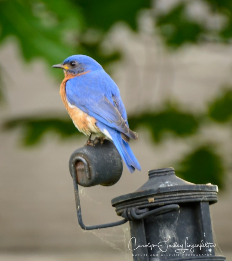 2018_06_15__Backyard birding_0068