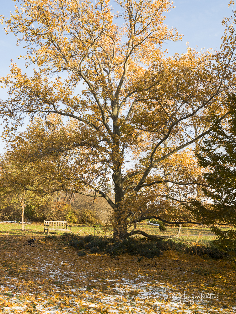 2018_11_11__Holden Arboretum_0014