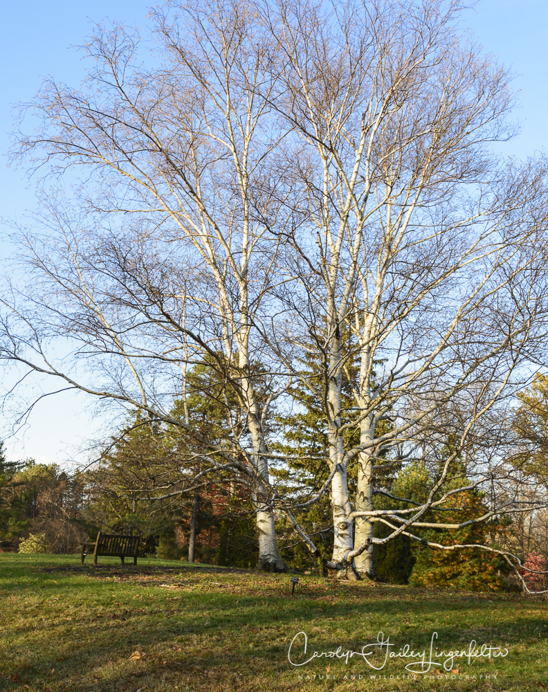 2018_11_11__Holden Arboretum_0024