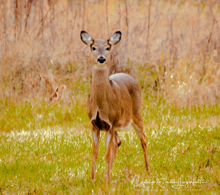 2019_01_01__chagrin river park_0009