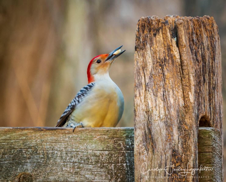 2019_01_06__chagrin river park_0022