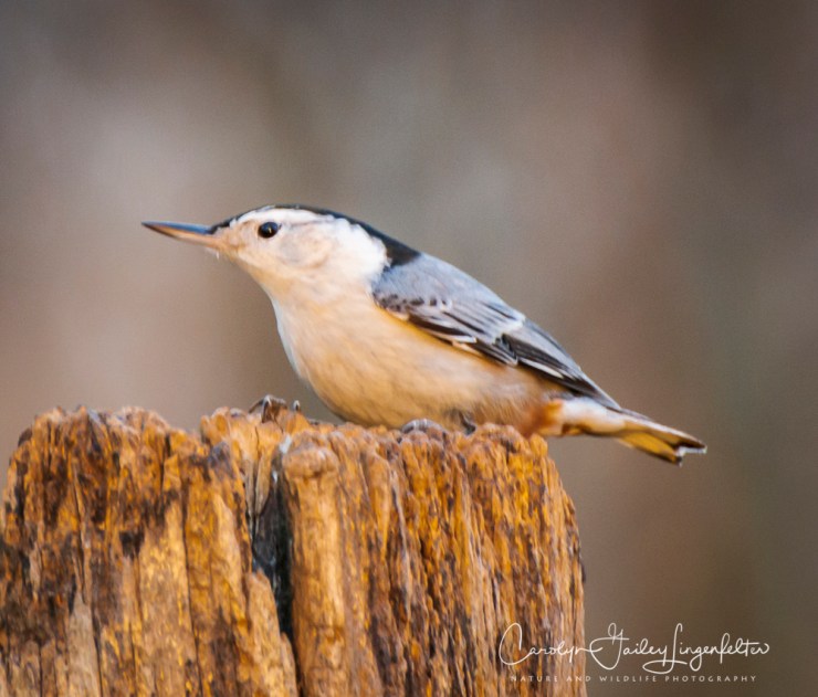 2019_01_06__chagrin river park_0032