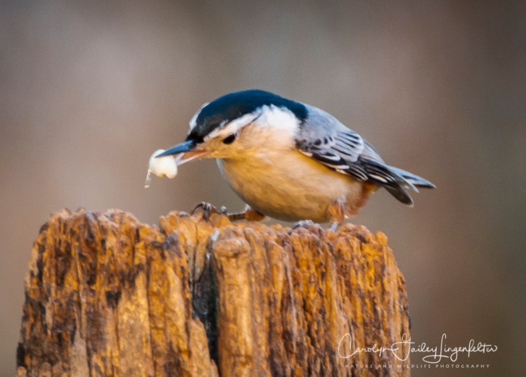 2019_01_06__chagrin river park_0033