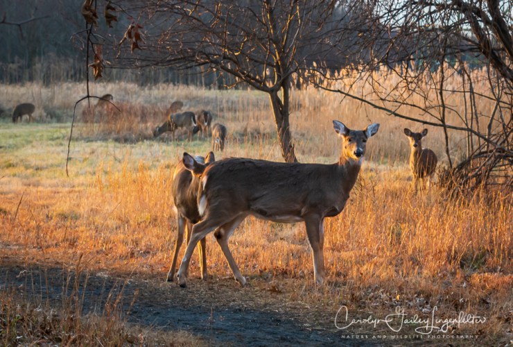 2019_01_06__chagrin river park_0037