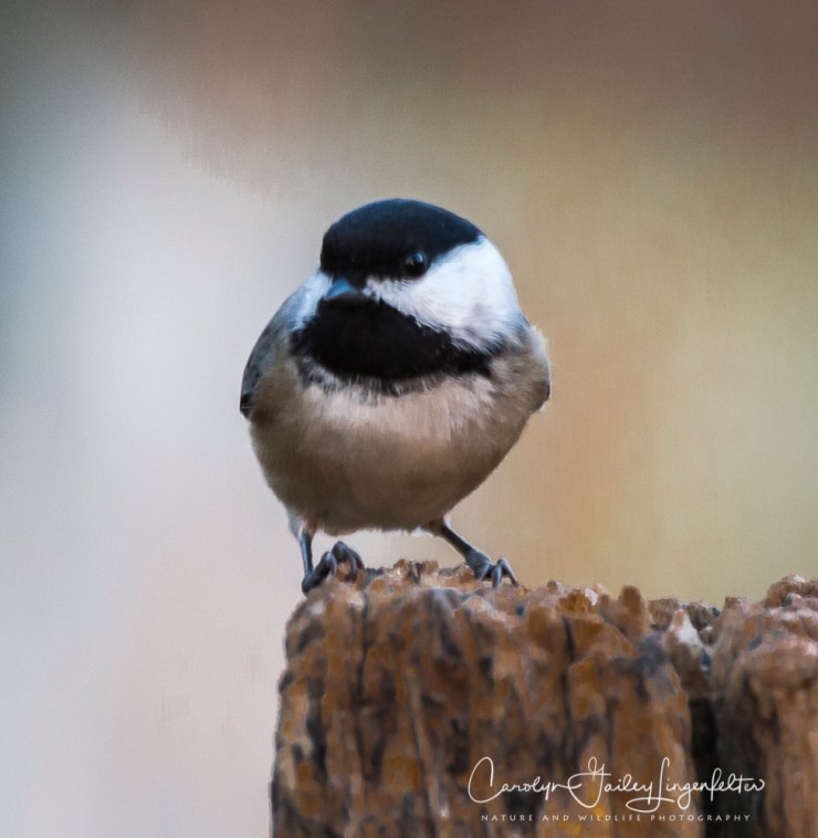 2019_01_06__chagrin river park_0045