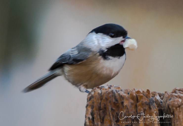 2019_01_06__chagrin river park_0046