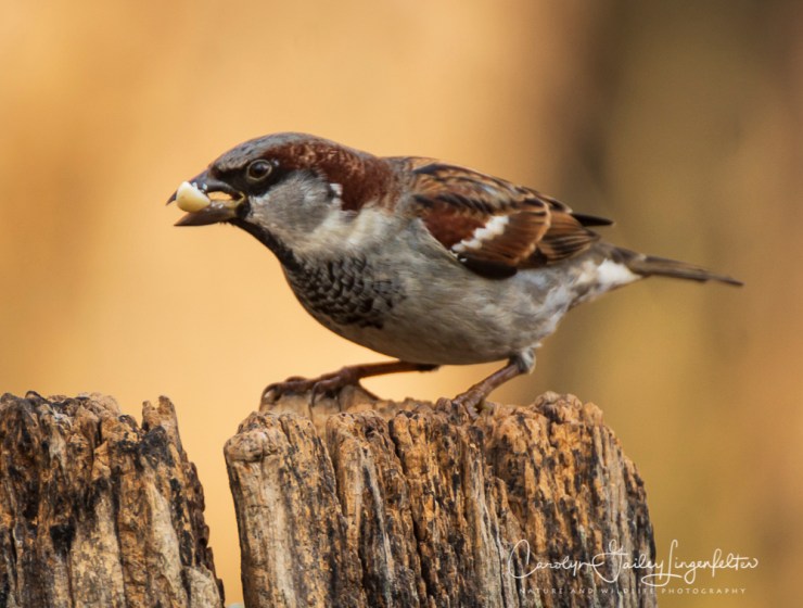 2019_01_08__chagrin river park_0103