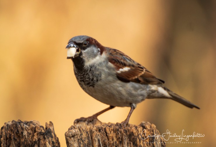 2019_01_08__chagrin river park_0104