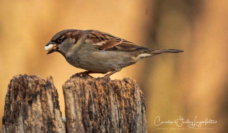 2019_01_08__chagrin river park_0106