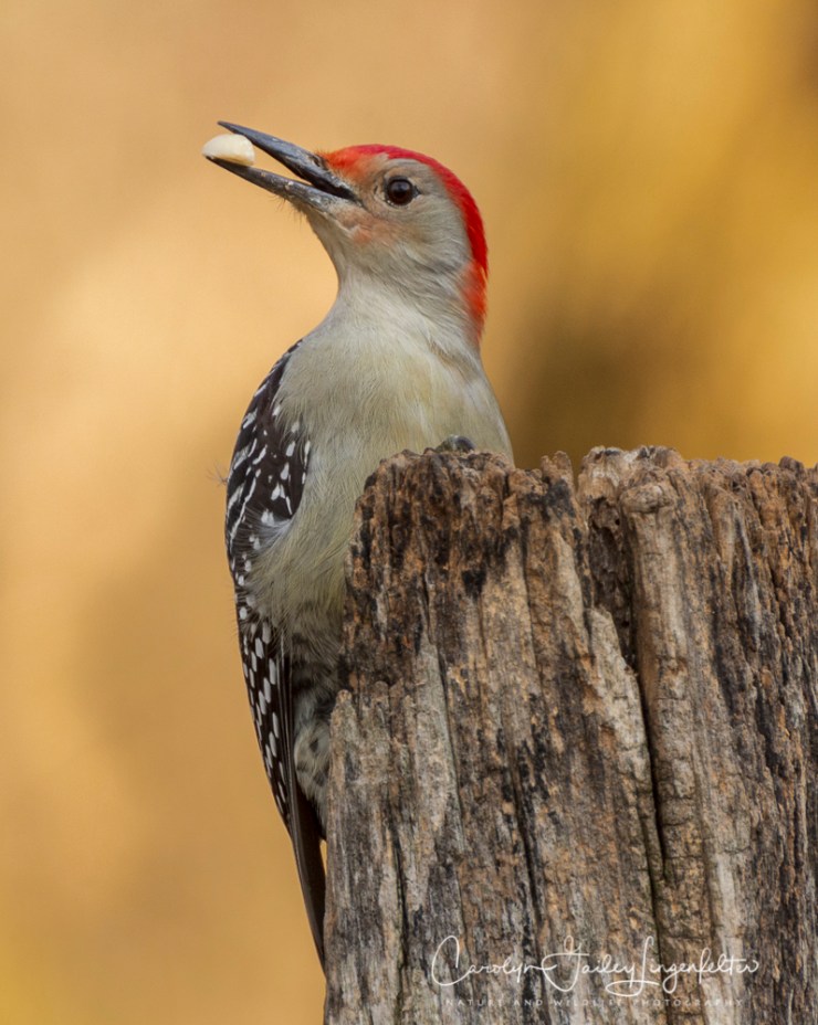 2019_01_08__chagrin river park_0113