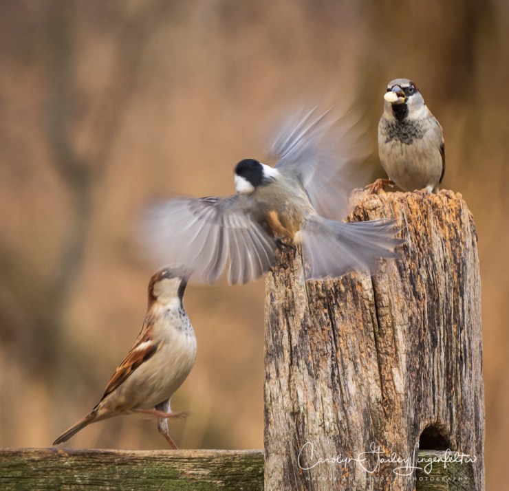 2019_01_08__chagrin river park_0146