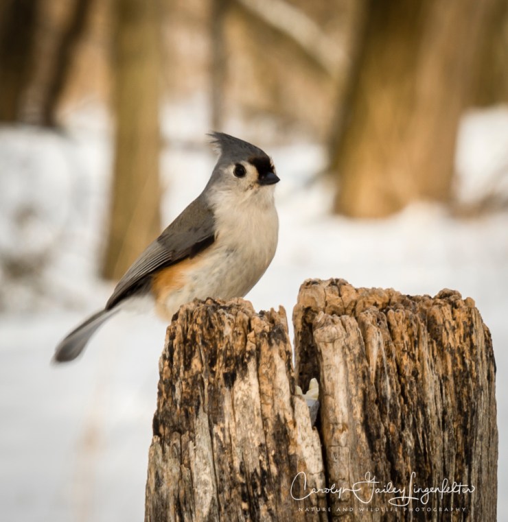 2019_01_22__chagrin river park_0069