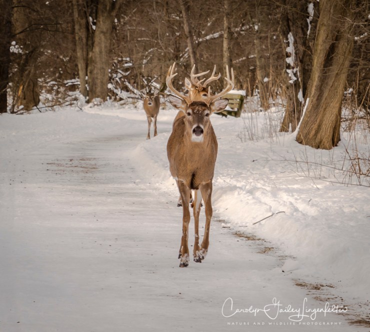 2019_01_22__chagrin river park_0120