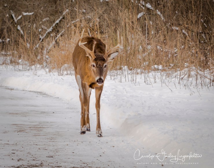 2019_01_22__chagrin river park_0127