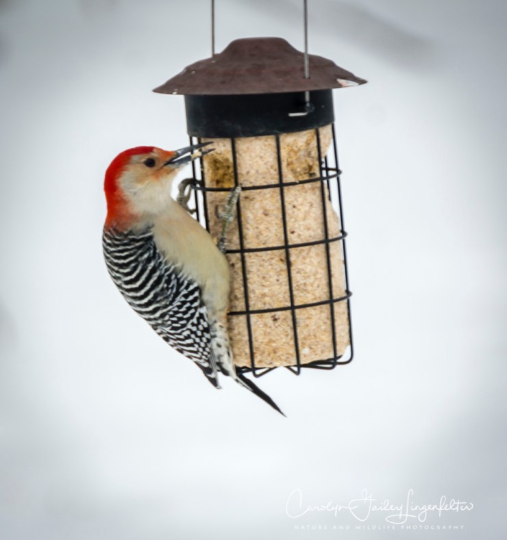 2019_01_28__backyardbirding_0008