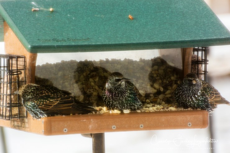 2019_01_30__backyardbirding_0019